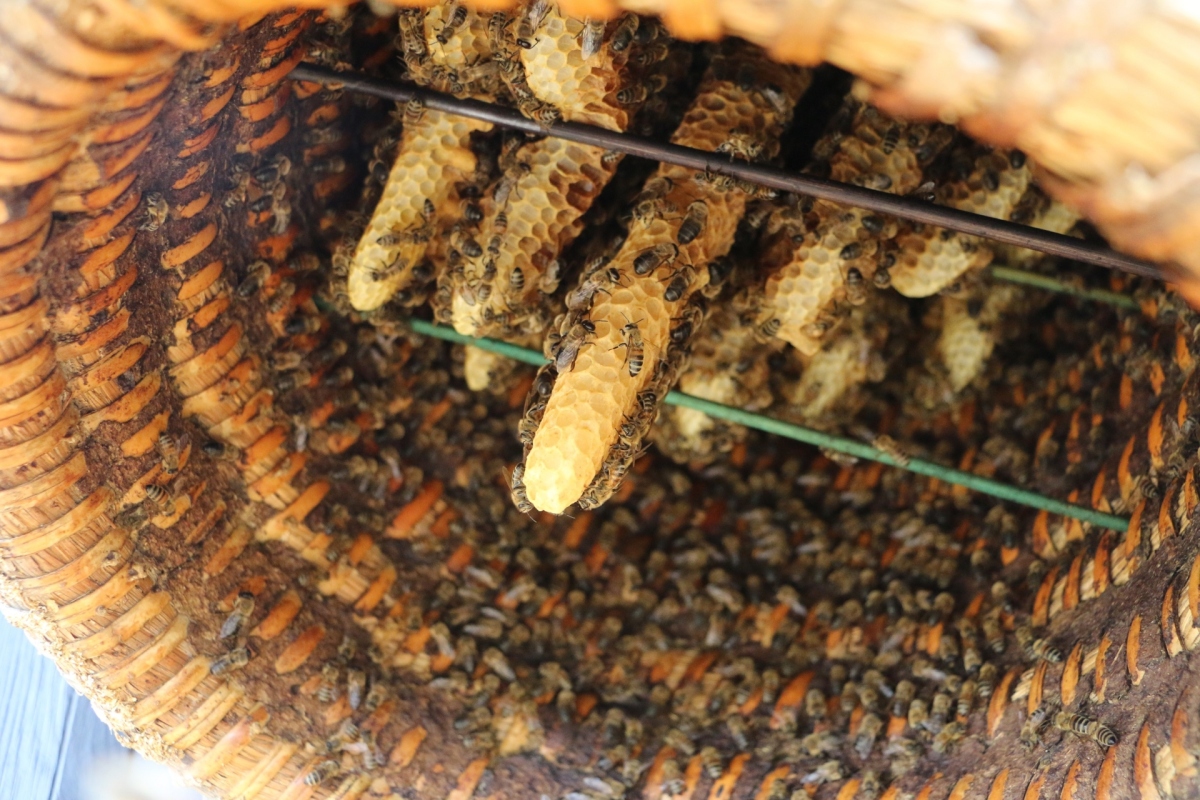 Bienenvolk im Stülper